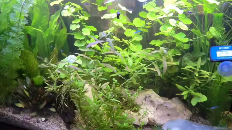 Dekoration im Aquarium Juwel 180 Panoramabecken von Tierfreundin (3)