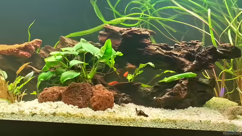 Dekoration im Aquarium juwel 240l von mstard (4)