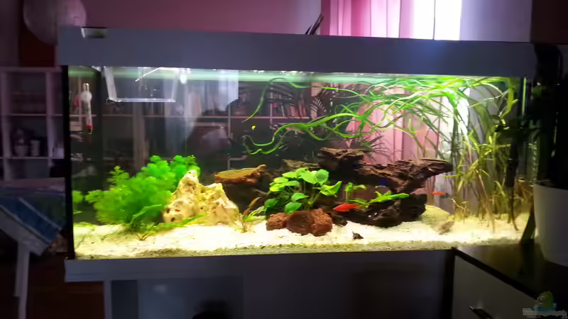Dekoration im Aquarium juwel 240l von mstard (5)