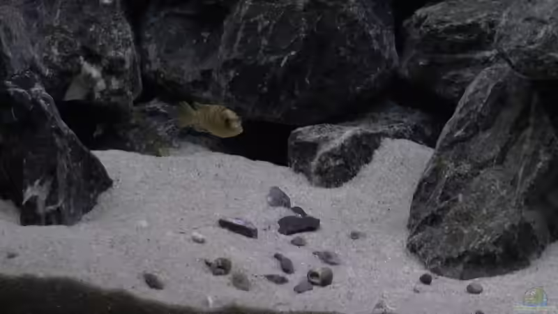 Dekoration im Aquarium Juwel 260 vision von Bäumchen (6)