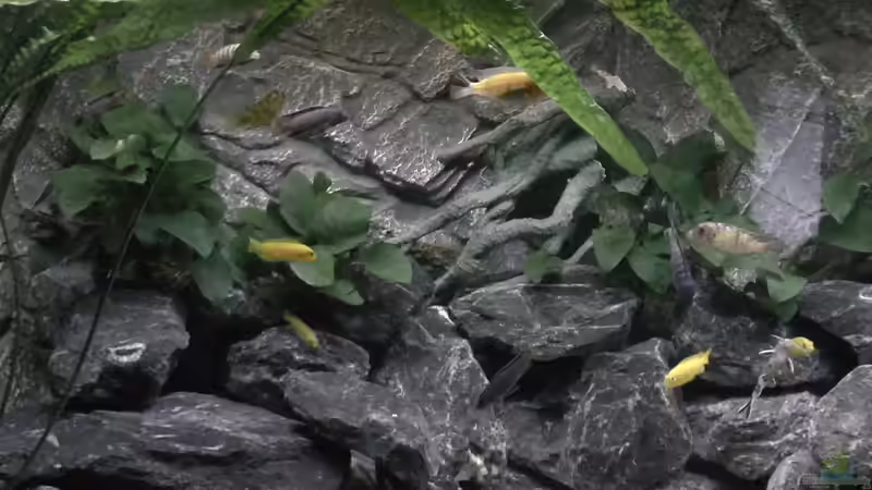 Dekoration im Aquarium Juwel 260 vision von Bäumchen (7)