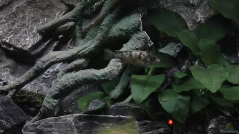 Dekoration im Aquarium Juwel 260 vision von Bäumchen (8)