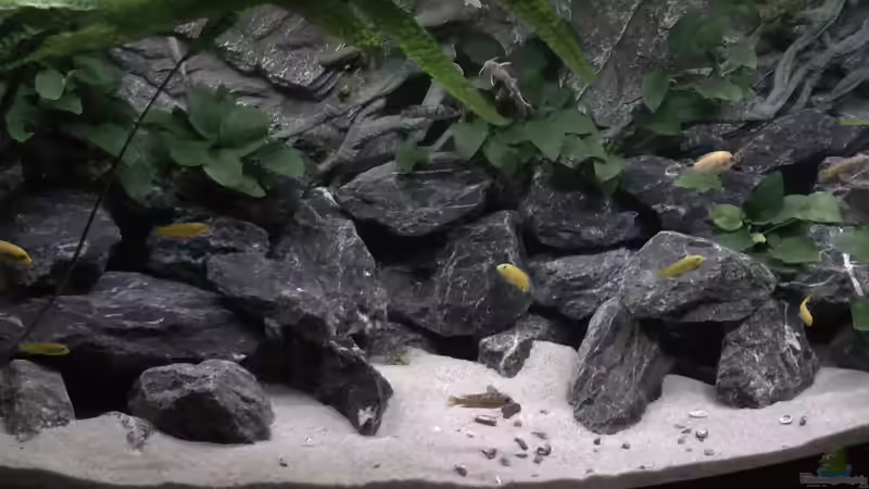 Dekoration im Aquarium Juwel 260 vision von Bäumchen (9)