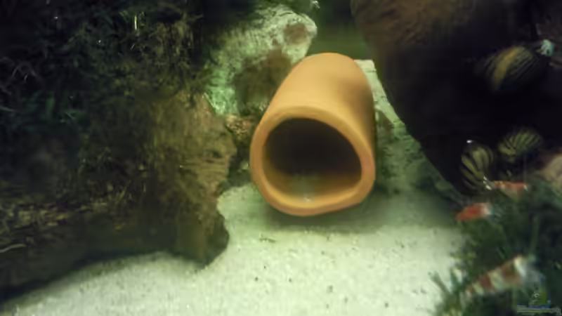 Dekoration im Aquarium Juwel 300 von Occellaris (11)