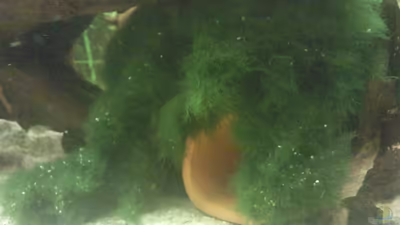 Dekoration im Aquarium Juwel 300 von Occellaris (12)