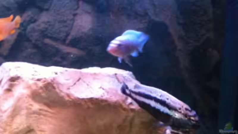 Dekoration im Aquarium Juwel 450L von Barny (3)