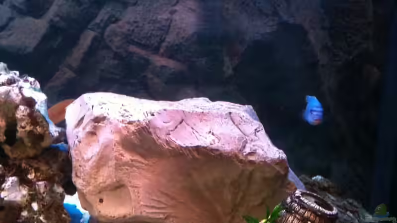 Dekoration im Aquarium Juwel 450L von Barny (4)