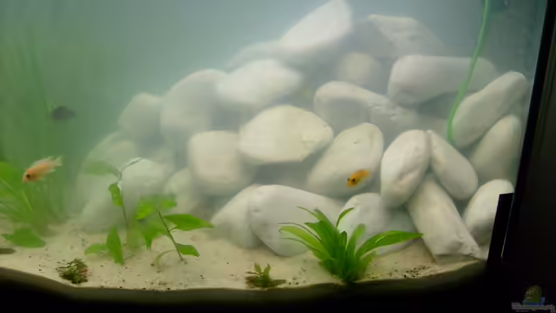 Dekoration im Aquarium Juwel Aquarium Vision 260 mit Unterschrank von Chrstian Seupel (14)