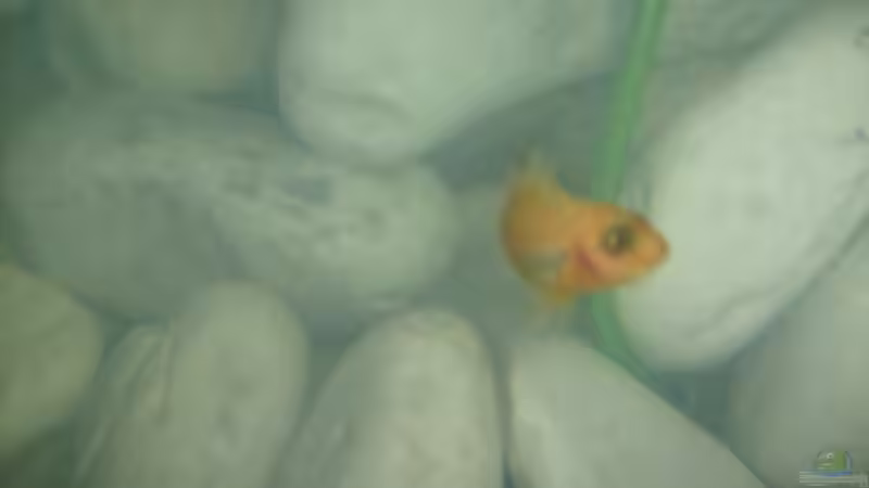 Dekoration im Aquarium Juwel Aquarium Vision 260 mit Unterschrank von Chrstian Seupel (15)