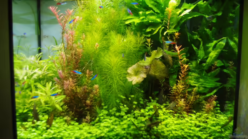 Dekoration im Aquarium Juwel Lido 120 von Micha73 (4)