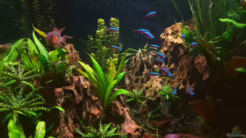 Dekoration im Aquarium Juwel Lido 200 von icewind (6)