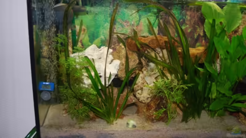 Dekoration im Aquarium Juwel mit schwarzem Unterschrank von Michael Schulz (6)