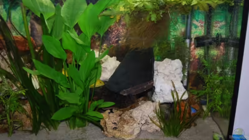 Dekoration im Aquarium Juwel mit schwarzem Unterschrank von Michael Schulz (7)