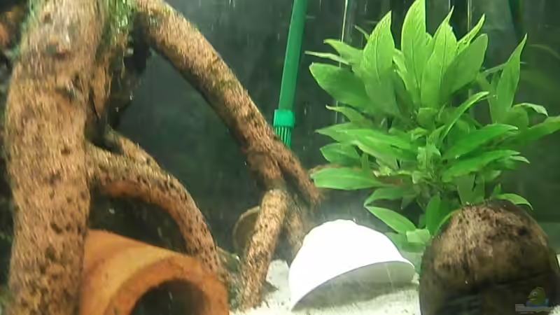 Dekoration im Aquarium Juwel Panorama 130 von Steffen66 (15)