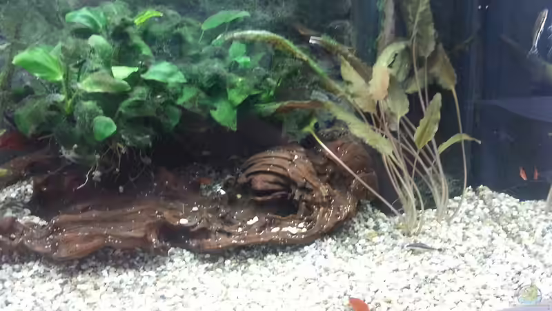 Dekoration im Aquarium JUWEL Rekord 700 von DirtyD. (10)