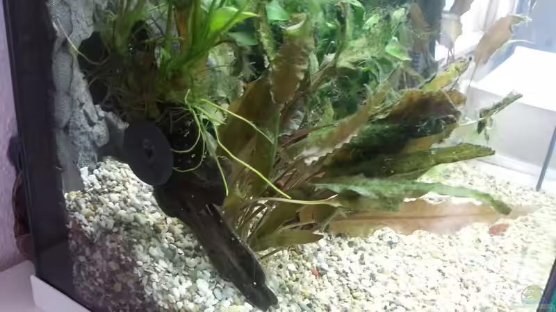 Dekoration im Aquarium JUWEL Rekord 700 von DirtyD. (11)