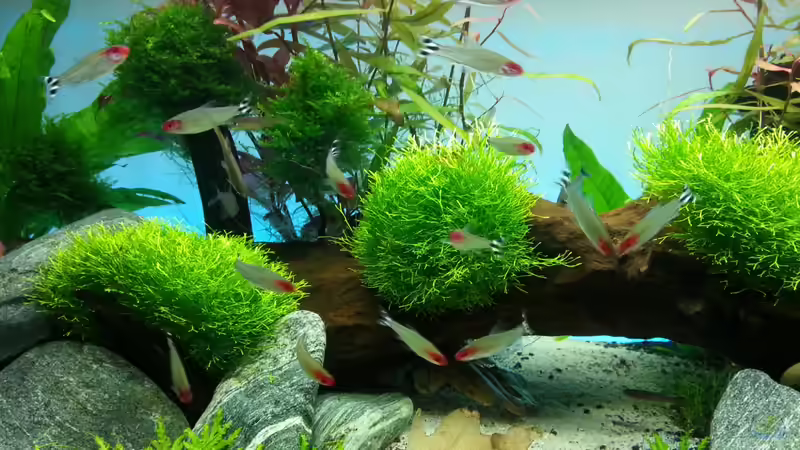 Dekoration im Aquarium Juwel RIO 125 von aquaristikman (14)