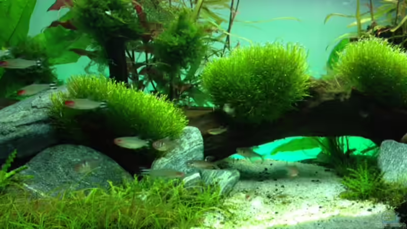 Dekoration im Aquarium Juwel RIO 125 von aquaristikman (9)