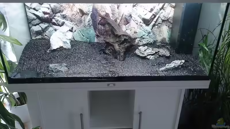Dekoration im Aquarium Juwel Rio 180 von Franky (8)