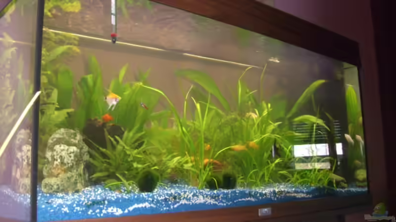 Dekoration im Aquarium Juwel Rio 180 von Lollipop (15)