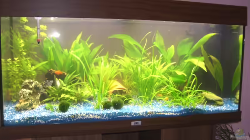 Dekoration im Aquarium Juwel Rio 180 von Lollipop (16)