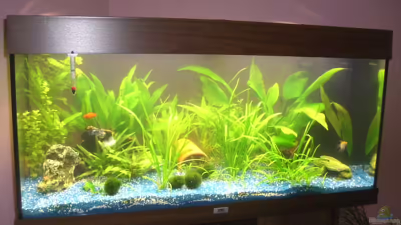 Dekoration im Aquarium Juwel Rio 180 von Lollipop (17)