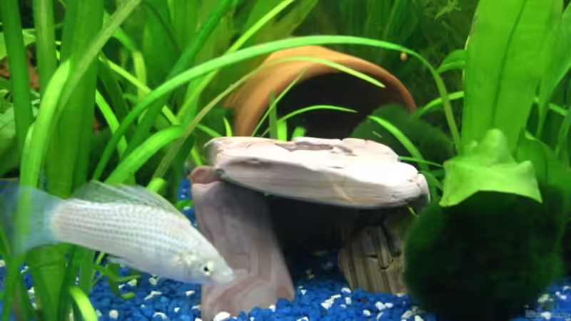 Dekoration im Aquarium Juwel Rio 180 von Lollipop (20)