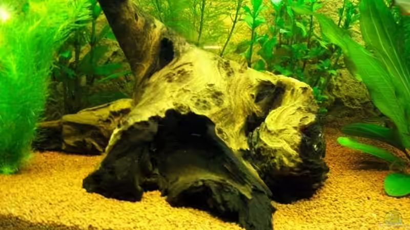 Dekoration im Aquarium Juwel Rio 180 von Stefan Hille (4)