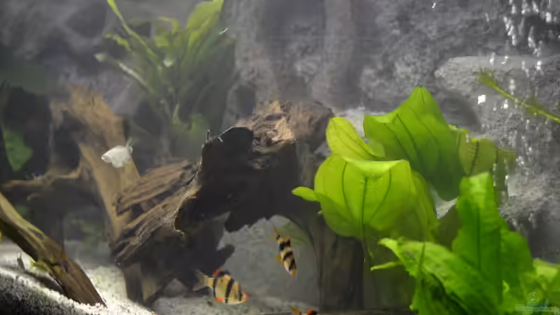 Dekoration im Aquarium Juwel Rio 180 von Steve (10)
