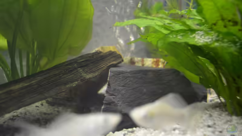 Dekoration im Aquarium Juwel Rio 180 von Steve (11)