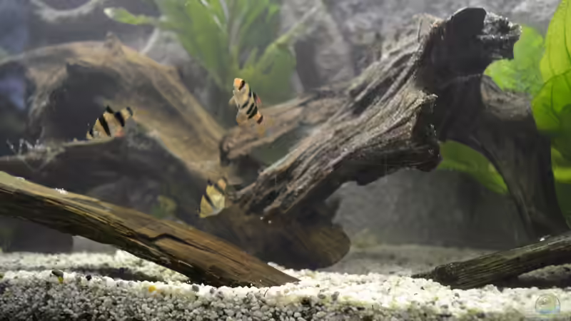 Dekoration im Aquarium Juwel Rio 180 von Steve (9)