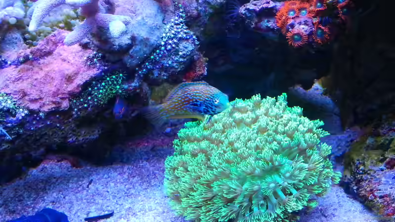 Dekoration im Aquarium Juwel Rio 180 von Tamara Sonnenberg - Stühmer (4)