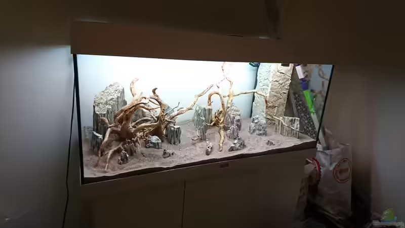 Dekoration im Aquarium Juwel Rio 180 von ulli85 (18)