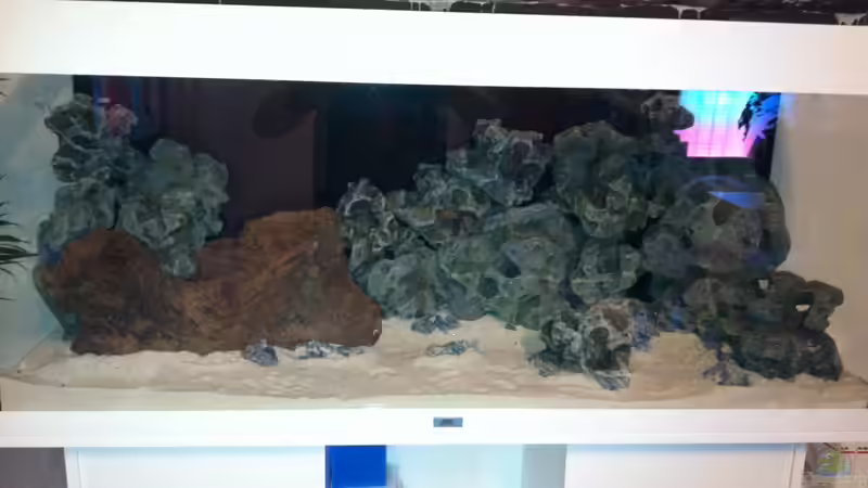 Dekoration im Aquarium Juwel Rio 240 von Down Face (17)