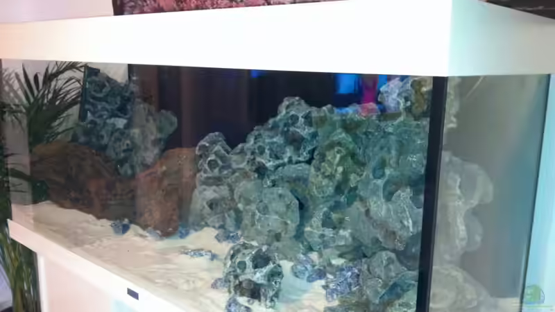 Dekoration im Aquarium Juwel Rio 240 von Down Face (18)