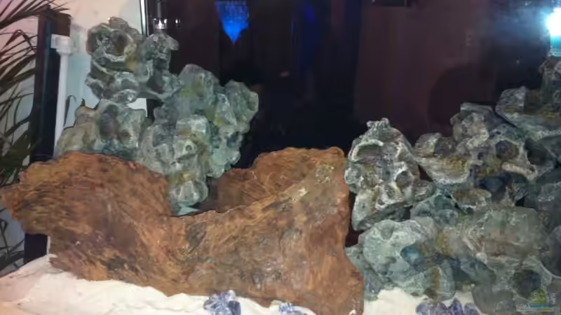 Dekoration im Aquarium Juwel Rio 240 von Down Face (19)