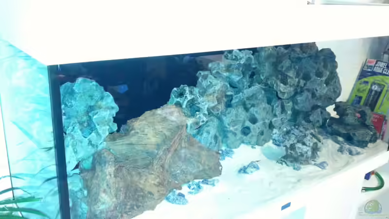 Dekoration im Aquarium Juwel Rio 240 von Down Face (20)