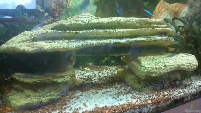 Dekoration im Aquarium Juwel Rio 240 von Martin Rüdiger (8)