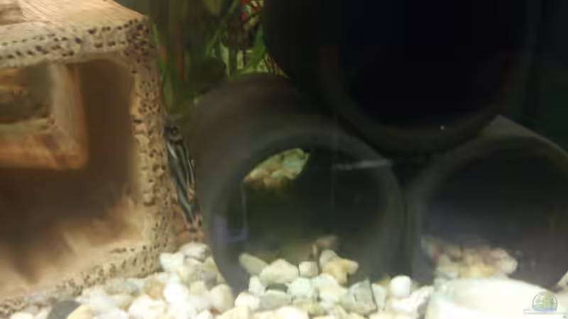 Dekoration im Aquarium Juwel Rio 240 von Martin Rüdiger (9)