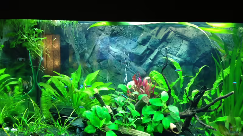Dekoration im Aquarium Juwel Rio 400 von smapo (2)
