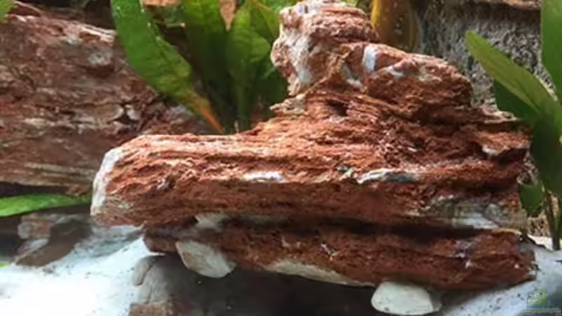 Dekoration im Aquarium Juwel Trigon 190 &quot;MALAVI&quot; CW von Christian Wiederanders (23)