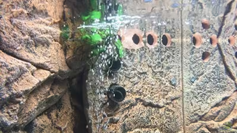 Dekoration im Aquarium Juwel Trigon 190 &quot;MALAVI&quot; CW von Christian Wiederanders (24)