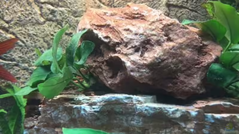 Dekoration im Aquarium Juwel Trigon 190 &quot;MALAVI&quot; CW von Christian Wiederanders (25)