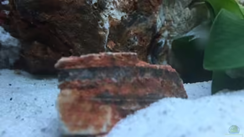 Dekoration im Aquarium Juwel Trigon 190 &quot;MALAVI&quot; CW von Christian Wiederanders (26)