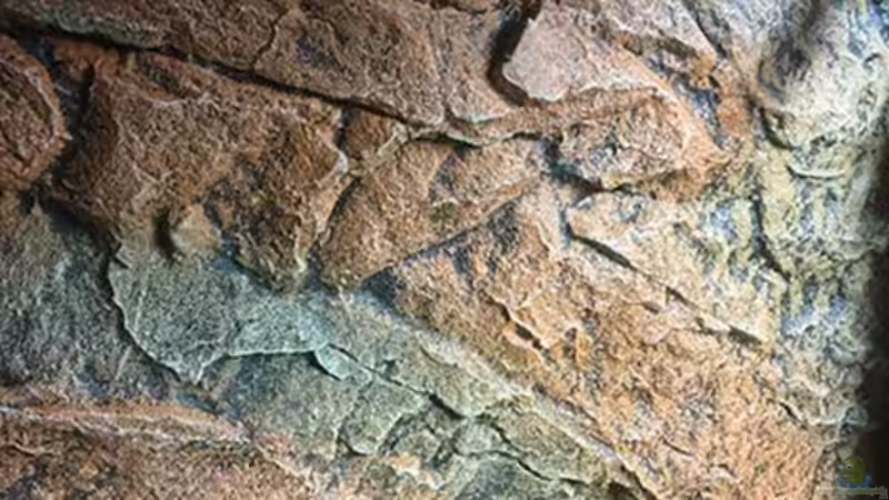 Dekoration im Aquarium Juwel Trigon 190 &quot;MALAVI&quot; CW von Christian Wiederanders (28)