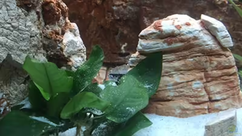 Dekoration im Aquarium Juwel Trigon 190 &quot;MALAVI&quot; CW von Christian Wiederanders (30)