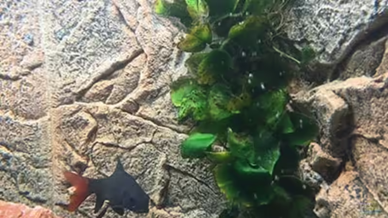 Dekoration im Aquarium Juwel Trigon 190 &quot;MALAVI&quot; CW von Christian Wiederanders (31)