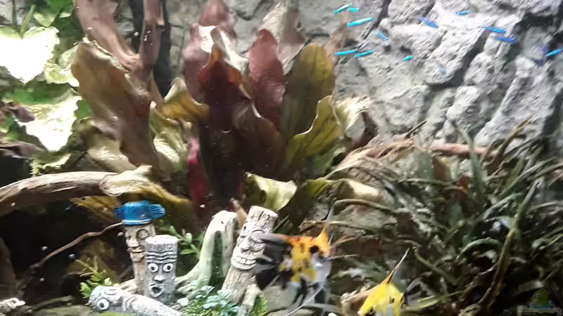 Dekoration im Aquarium Juwel Trigon 190 LED SBX white von Kulle (5)