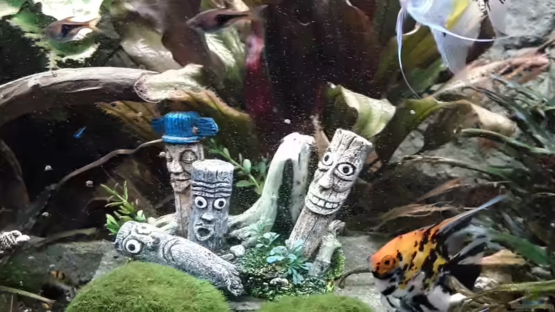 Dekoration im Aquarium Juwel Trigon 190 LED SBX white von Kulle (6)