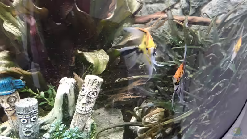 Dekoration im Aquarium Juwel Trigon 190 LED SBX white von Kulle (7)